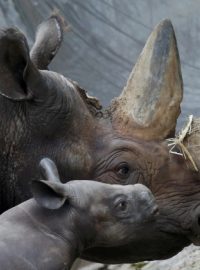 Pytláci zabijí kvůli rohům až 3 nosorožce každý den