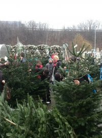Nákup vánočních stromků
