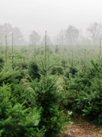 Plantáž stromků u Stratova na Nymbursku