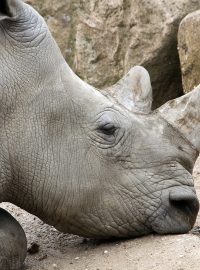 Severní bílý nosorožec v ZOO Dvůr Králové