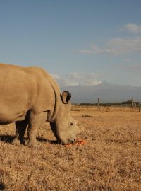 Nosorožci bílí severní v Keni