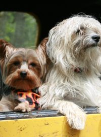 Psi v autě - pes v autě - pes na dovolené - výlet autem