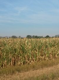 Kukuřičné pole. Zemědělci letos odhadují kvůli suchu nižší výnosy