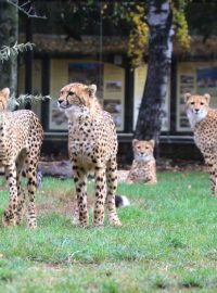 Gepardí paterčata slaví narozeniny