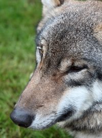 Nedaleko šumavského Srní mohou lidé pozorovat vlky