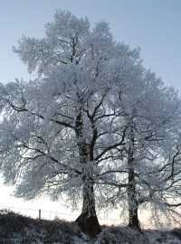 Zima (ilustrační foto)