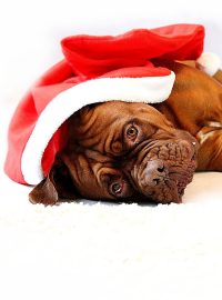 pes, ležící, vánoce, svátky, obleček zvířete