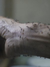 Virus zika přenášejí komáři druhu Aedes aegypti
