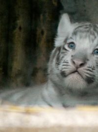 Mláďata bílého tygra ze Zoo Liberec