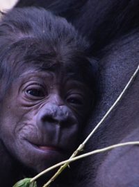 Pražská zoo má vzácný přírůstek, po poledni se tam narodilo gorilí mládě