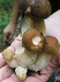 Houby, houbaření, sbírání hub (ilustrační foto)