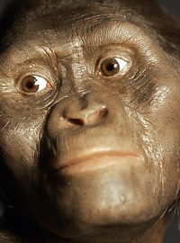 Hominid Lucy