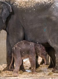 Samici slona indického Tamaře se v pražské zoo narodilo slůně