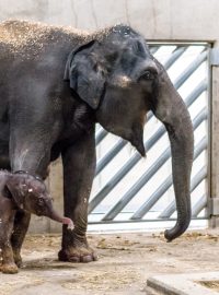 Samici slona indického Tamaře se v pražské zoo narodilo slůně