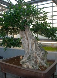 337 let stará bonsaj, novinka liberecké botanické zahrady. Údajně je nejstarší evropskou bonsají
