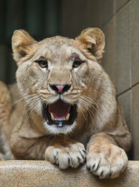 Do liberecké zoo dorazila z Paříže samice lva berberského jménem Shani.