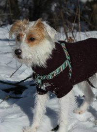 Malí krátkosrstí psi by v mrazech měli nosit obleček.