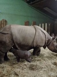 Zoo Plzeň má nový přírůstek. Je jím mládě vzácného nosorožce indického. Váží 47 kilogramů a je zdravý
