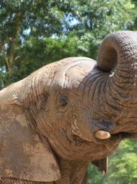 Ve dvorské zoo uhynul samec slona afrického Kito