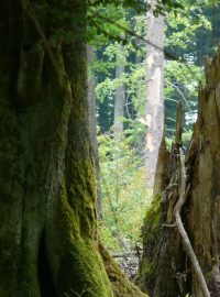Žofínský prales. Lesy nejstarší české přírodní rezervace jsou typově nejpodobnější těm ve střední Evropě