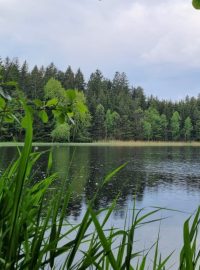 Lesní rybníky u Slavonic se stanou přírodní památkou, na snímku rybník Dědek