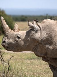 Nájin v parku Ol Pejeta v Keni. Je to jedna z posledních dvou samic nosorožce bílého severního na světě