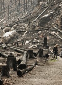 České Švýcarsko několik měsíců po požáru