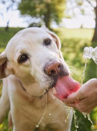 Na pitný režim v létě nesmíme zapomínat ani u psů