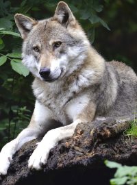 Vlk (ilustrační fotografie)