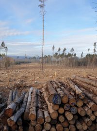 Na Dačicku bude nutné obnovit tisíc hektarů lesa. Na to bude potřeba kolem šesti milionů sazenic stromků