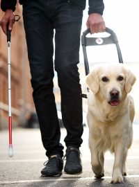 Nevidomý muž s bílou holí a vodicím psem