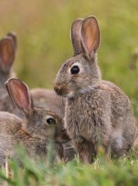 Poznáte rozdíl mezi králíkem a zajícem?