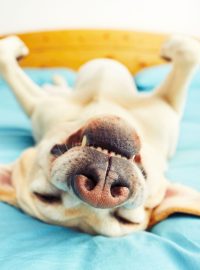 Pes, spánek, úsměv (ilustrační foto)
