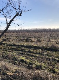 V Těšeticích na Znojemsku se zbavují několika hektarů broskvoní