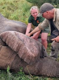 Česko-africký tým vědců nasazuje obojek jednomu ze slonů