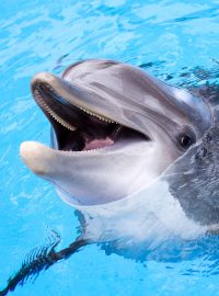 Díky delfínům bychom jednou mohli mít účinějšší léky
