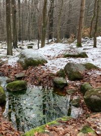 Ve Šluknovském výběžku vzniklo nové chráněné území – přírodní památka Vlčice