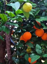 Základní strom je divoký pomeranč, do kterého pan José postupně narouboval mandarinku, dva druhy sladkých pomerančů a citron