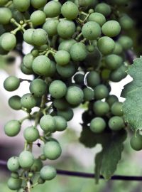 Vinohrad v Mutěnicích u Hodonína a ještě zelené víno