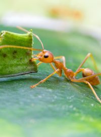 Mravenec rodu Acromyrmex