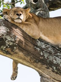 Kočkovité šelmy, například lvi, spánek milují