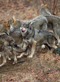 Vlci v přírodě (ilustrační foto)