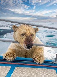 Lední medvěd u souostroví Špicberky