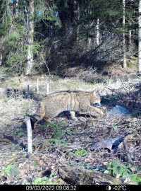 Fotopast v národním parku České Švýcarsko zachytila vzácnou kočku divokou
