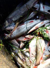 Po otravě řeky Bečvy uhynuly v září 2020 tuny ryb.