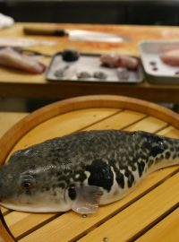 Příprava ryby fugu