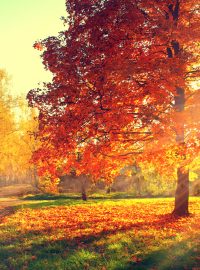 Podzim barví listí
