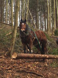 Odstraňování stromů poškozených větrem pomáhají i koně