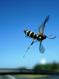 Počet hmyzu na čelních sklech aut slouží vědcům jako indikátor jeho počtu v přírodě
