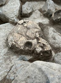 Archeologové u Lovosic našli pravěké sídliště i bohatě vybavené hroby